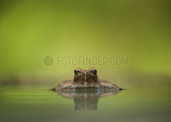 Greek frog (Rana graeca) in water  Bulgaria