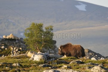 Muskox  das auf dem Tundra Dovrefjell NP Norwegen spaziert