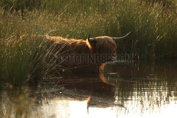 Highland cow bathing in a marsh Netherlands
