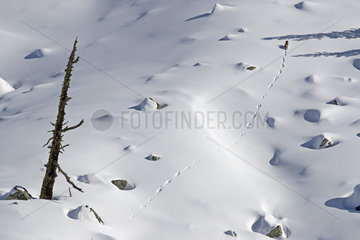 Red fox (Vulpes vulpes) walking in the snow in winter  Alps  Valais  Switzerland.