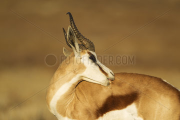 Springbok (Antidorcas marsupialis). Male  grooming itself. Kalahari Desert  Kgalagadi Transfrontier Park  South Africa.