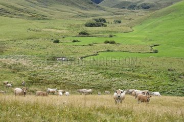 Cows grazing in an altitude valley in Cantal  Auvergne  France