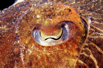 Yeye of Common cuttlefish (Sepia officinalis)  Mediterranean Sea