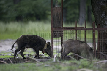 Wild boar (Sus scrofa) young with collar in front of a cage in a clearing  Ardennes  Belgium
