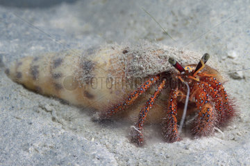 Front view small White-spotted Hermit Crab (Dardanus megistos) on sand  Tahiti  French Polynesia
