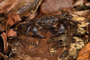 Juvenile freshwater crab (Hydrothelphusa agilis) on the forest edge of a river  Andasibe  Perinet  Alaotra-Mangoro Region  Madagascar