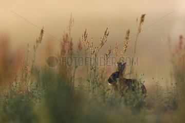 European Rabbit at dusk Auvergne France