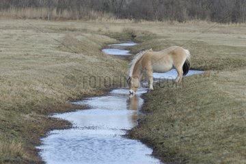 Fjord horse drinking in a brook Netherlands