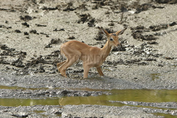 Impala (Aepyceros melampus) Young impala crossing the mud to come to drink  Kruger NP  South Africa