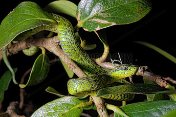 Black-speckled palm-pit viper (Bothriechis nigroviridis) sur uen rbanche  Costa Rica.