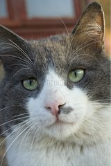 Portrait of Cat male gray and white Provence France
