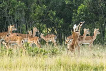Impala (Aepyceros melampus)  female leaping  Masai-Mara National Reserve  Kenya