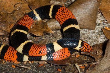 Aquatic Coral Snake on ground French Guiana