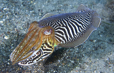Cuttlefish (Sepia officinalis) above the bottom  Tenerife  Canary Islands.