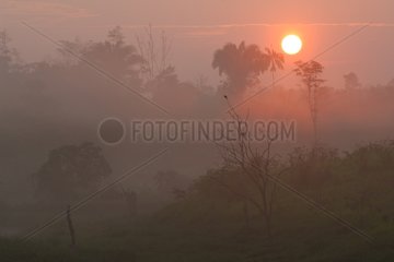 Sunrise on the Amazon Rainforest in Brazil