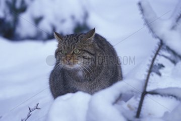 Chat sauvage dans la neige Allemagne