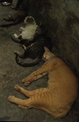 Dachrinnenkatzen  die in einer indischen Straße liegen