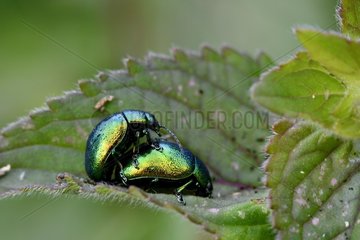 Rose Chafer (Cetonia aurata) mating on a leaf  Franche-Comte  France