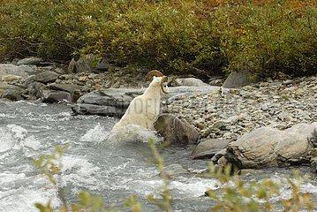 Male Dall's Sheep dropping in a torrent after a jump Denali