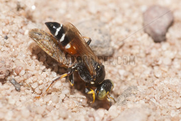 Digger wasp (Harpactus elegans) female carrying a Leafhopper in her gallery  France