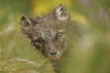 Portrait of Arctic fox cub watchful out of its burrow