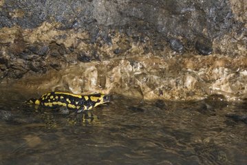 Salamander in River underground Rupt du Puits