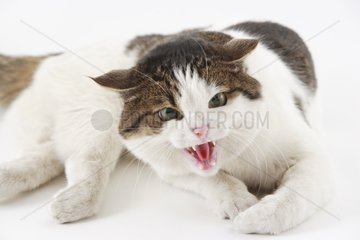 Portrait of an angry Domestic Cat in a house