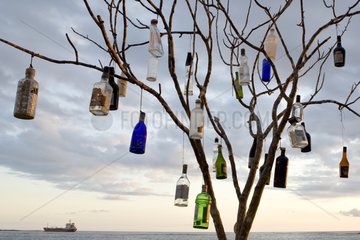 Bottle tree on a beach in Isabela Island Galapagos Islands