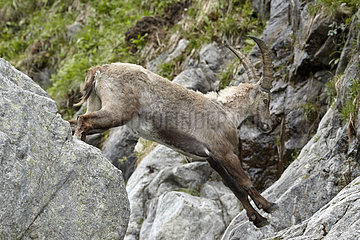 Alpine Ibex (Capra ibex) jumping  Mercantour  national park  Alps  France