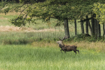 Red Deer (Cervus elaphus) male walking in a clearing in autumn  Châtillon-sur-Seine  Burgundy  France
