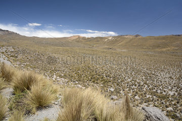 The puna around Putre  XV Region of Arica and Parinacota  Chile
