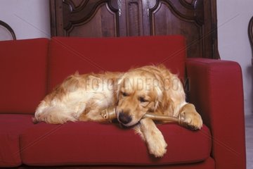 Golden retriever couché sur un canapé avec un os