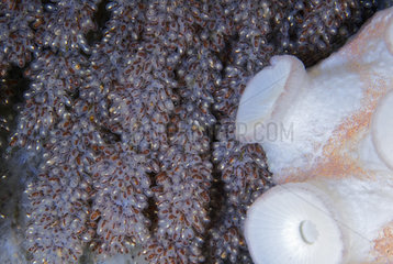 Detail of a putting egg of an octopus. Common Octopus (Octopus vulgaris)  Tenerife  Canary Islands