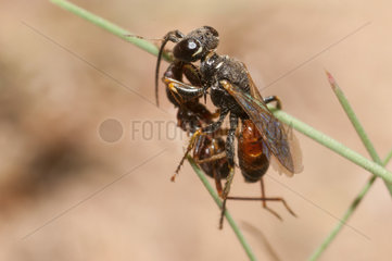 Digger wasp (Dinetus pictus) catching a bug  Regional Natural Park of Northern Vosges  France