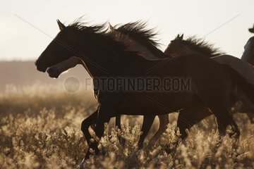 Horde gallopping in the meadow Oregon the USA