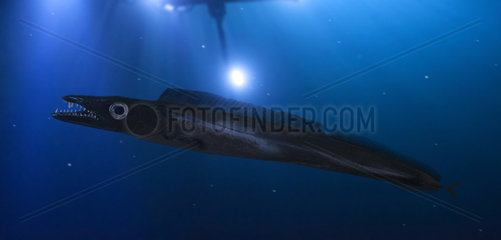 Black scabbardfish (Aphanopus carbo). Composite image. Portugal