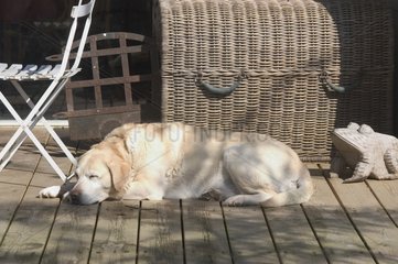 Adult Labrador sleeping on a terrace