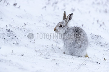 Mountain hare (Lepus timidus) looking for food amongst snow  Cairngorm  Scotland