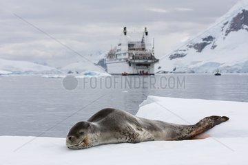 Leopard seal resting and cruise boat Antarctica