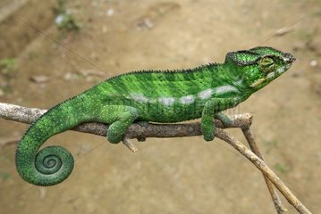 Chameleon on a branch Madagascar
