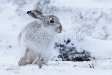 Mountain hare (Lepus timidus)  amongst snow  Cairngorm  Scotland