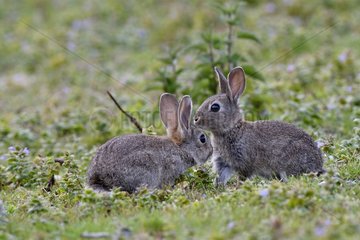 European rabbits (Oryctolagus cuniculus)  Doubs valley  Franche-Comte  France