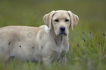 Labrador auf einer Wiese