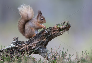 Red squirrel (Sciurus vulgaris) eating a nut on a stump tree  Scotland