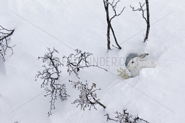 Mountain Hare (Lepus timidus) stretching at covert in white winter coat in the Alps  Valais  Switzerland.