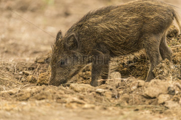 Wild boar (Sus scrofa) digging in the undergrowth in autumn  Châtillon-sur-Seine  Burgundy  France