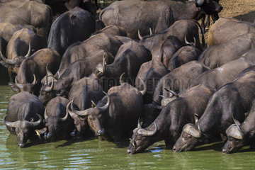 African Buffalo (Syncerus Caffer) drinking at the rivier   South Africa  Kruger national park