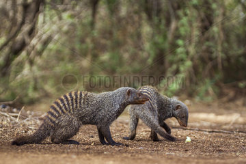 Banded mongooses (Mungos mungo) in Kruger National park  South Africa