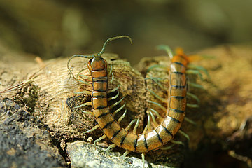 Megarian banded centipede (Scolopendra cingulata)  Bulgaria