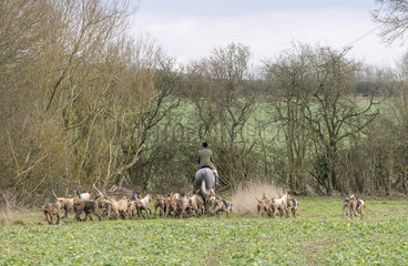 Fox hunter with hound in the British countryside  England